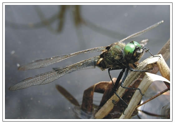 Pohľadnica Somatochlora alpestris