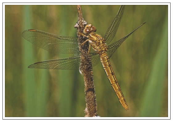 Pohľadnica Orthetrum brunneum