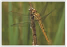 orthetrum brunneum