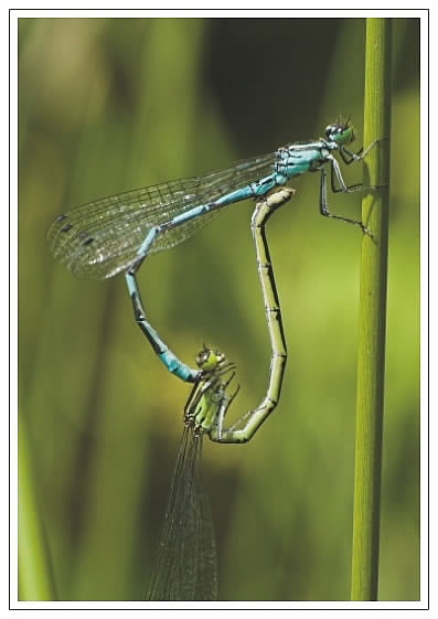 Pohľadnica Coenagrion hastulatum