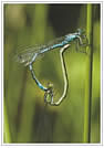 coenagrion hastulatum