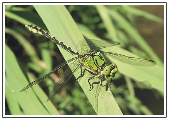 Pohľadnica Ophiogomphus cecilia