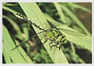 ophiogomphus cecilia