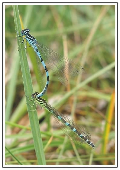 Pohľadnica Coenagrion ornatum