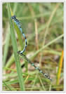 coenagrion ornatum