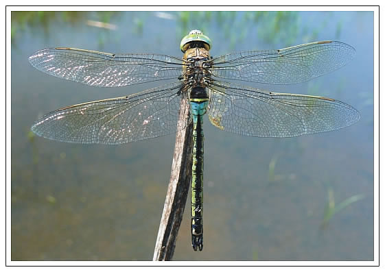 Pohľadnica Anax parthenope