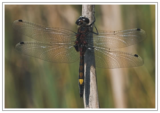 Pohľadnica Leucorrhinia pectoralis