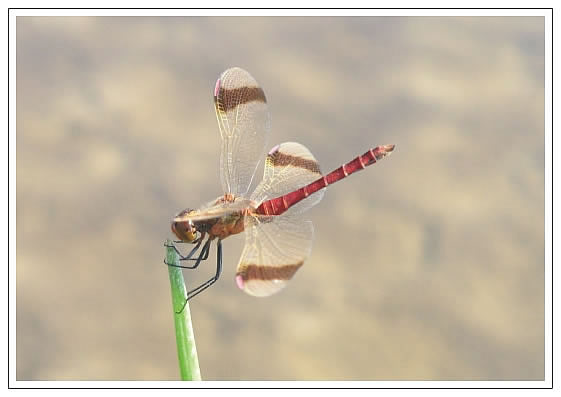 Pohľadnica Sympetrum pedemontanum