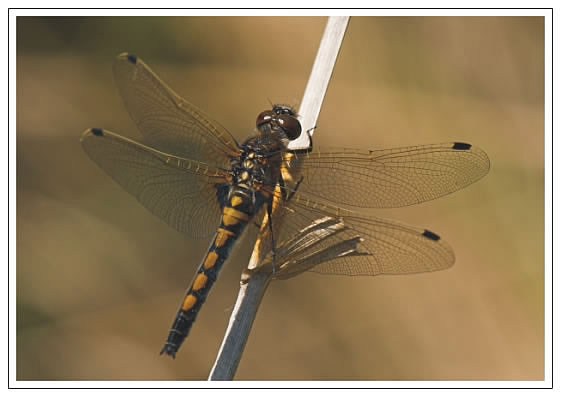 Pohľadnica Leucorrhinia rubicunda