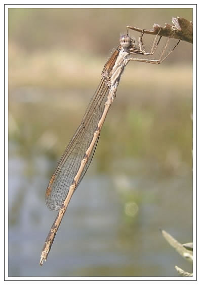 Pohľadnica Sympecma fusca