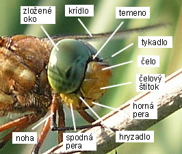 Šidlo Aeshna isosceles, samec, hlava a hruď