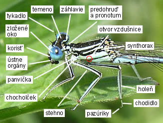 Šidielko ploskonohé Platycnemis pennipes, samec, hlava a hruď