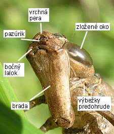 Šidlo obrovské Anax imperator, exúvium, spodný pohľad na masku