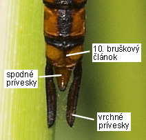 Šidlo Aeshna isosceles, samec, bruškové prívesky