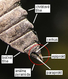 Klinovka hadia Ophiogomphus cecilia, exúvium, análna pyramída