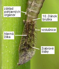 Šidielko krúžkované Enallagma cyathigerum, exúvium, žiabrové lístky