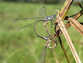 Šidlovka pásikavá Lestes sponsa, tandem