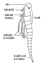 prolarva