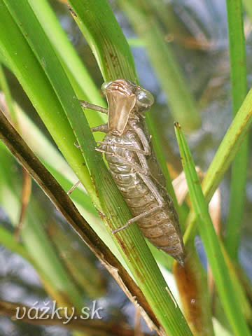 Aeshna affinis