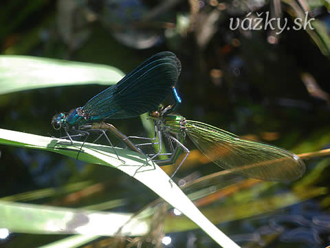 Calopteryx splendens