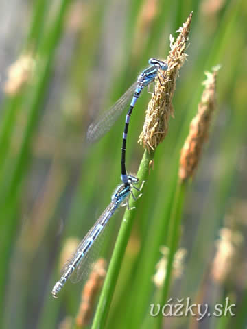 Coenagrion scitulum