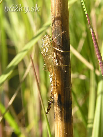 Erythromma viridulum