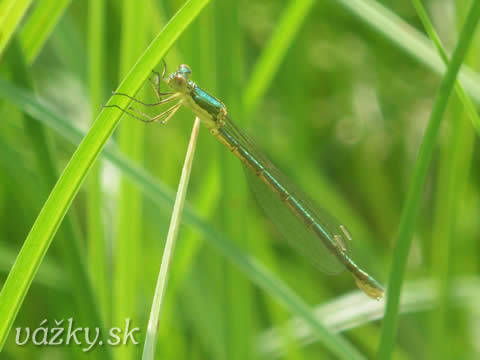 Lestes virens