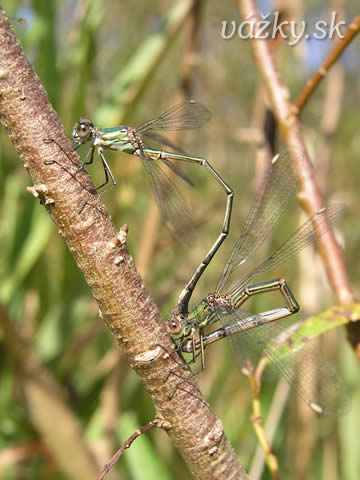 Lestes viridis