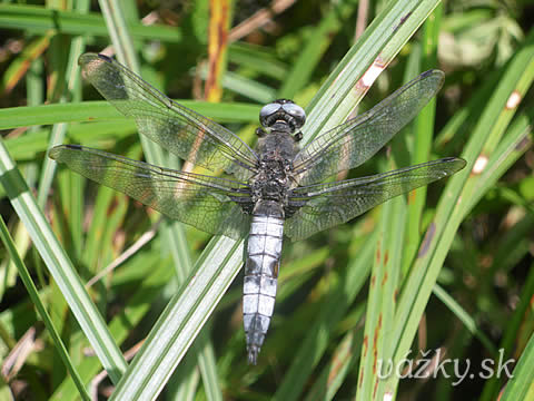 Libellula fulva