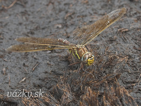 Aeshna juncea