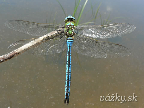 Anax imperator