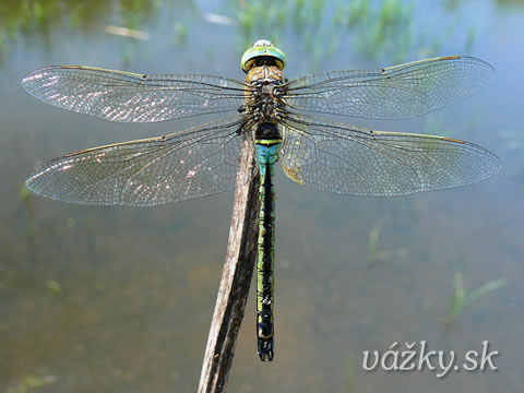 Anax parthenope