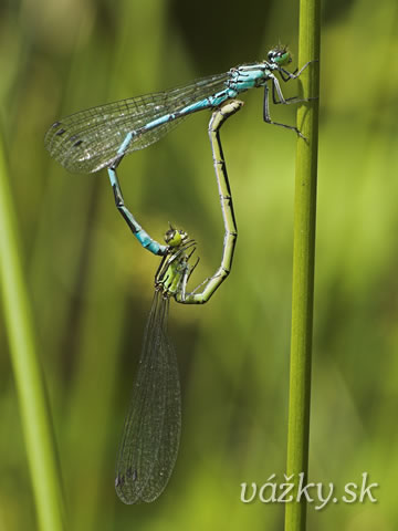 Coenagrion hastulatum