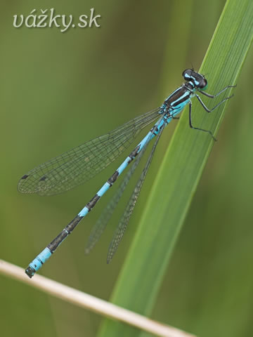 Coenagrion hastulatum