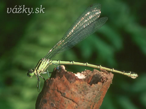 Coenagrion hastulatum