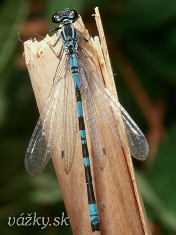 Coenagrion hastulatum