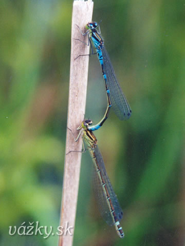 Coenagrion lunulatum