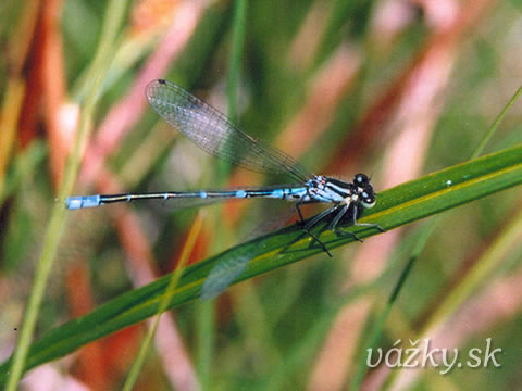 Coenagrion lunulatum