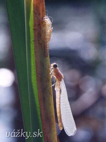 Coenagrion lunulatum