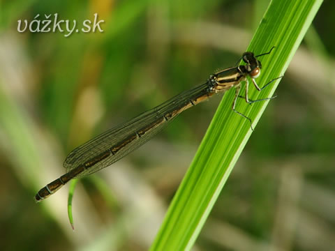 Coenagrion puella