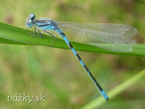 Coenagrion scitulum