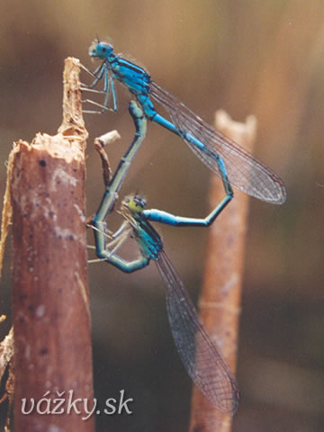 Coenagrion scitulum