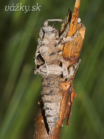 Cordulegaster boltoni