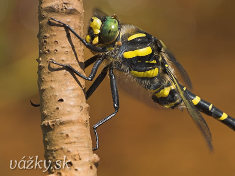 Cordulegaster boltoni