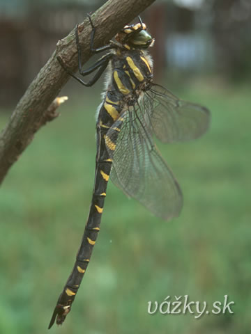 Cordulegaster boltoni