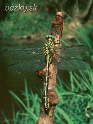 Gomphus flavipes