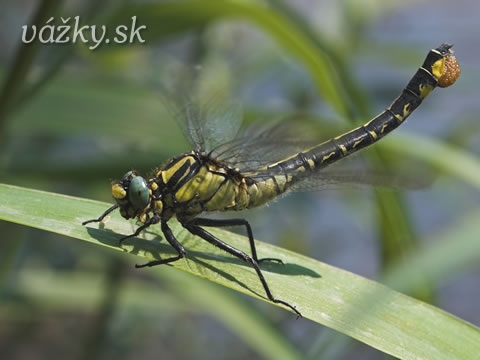 Gomphus vulgatissimus