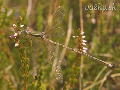 Lestes barbarus