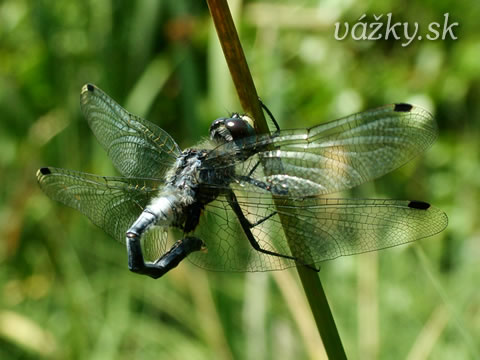 Leucorrhinia albifrons