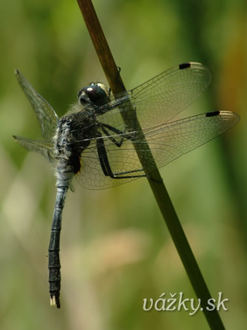 Leucorrhinia albifrons